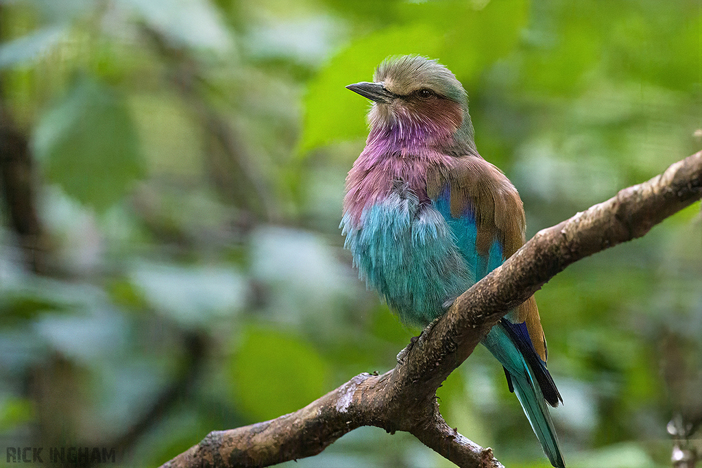 Lilac Breasted Roller