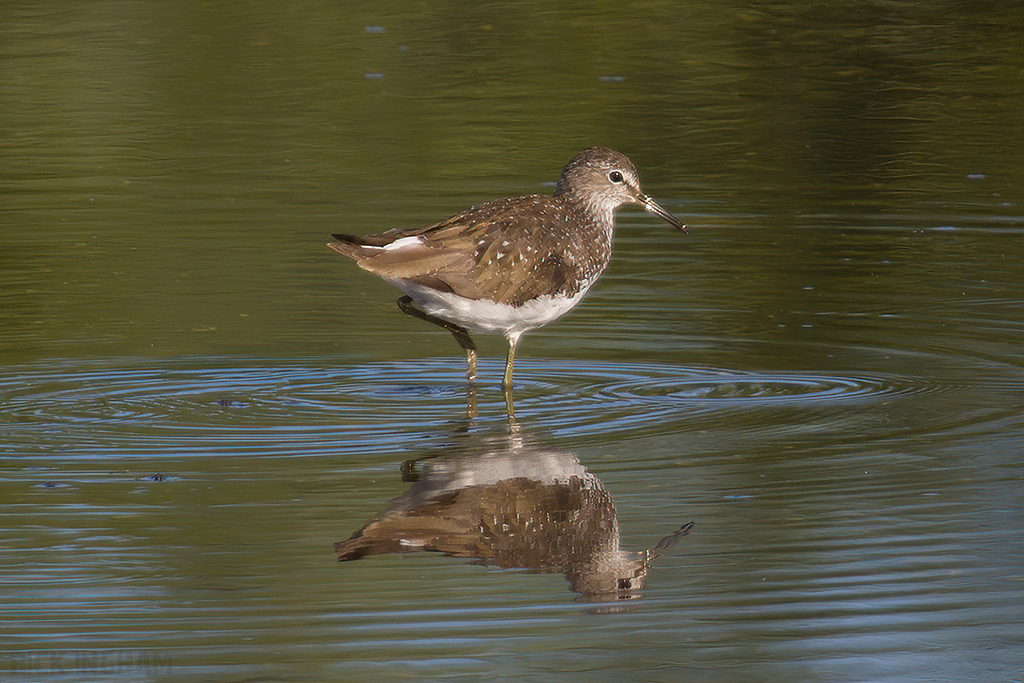 Green Sandpiper