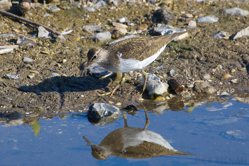 Common Sandpiper