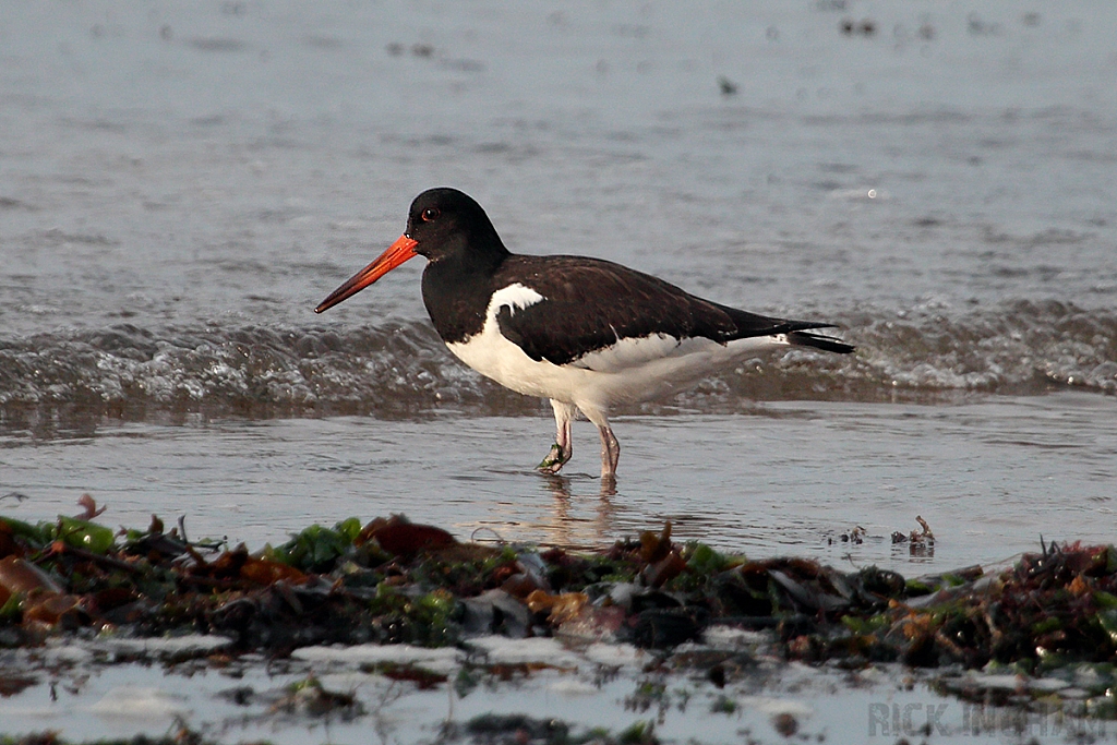 Oystercatcher
