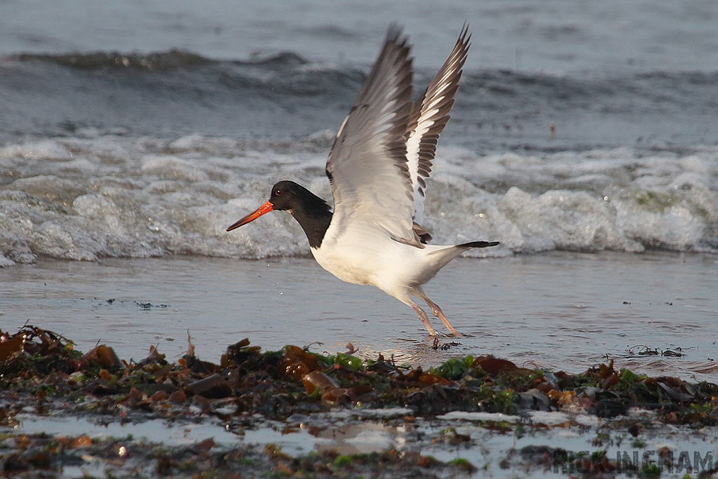 Oystercatcher
