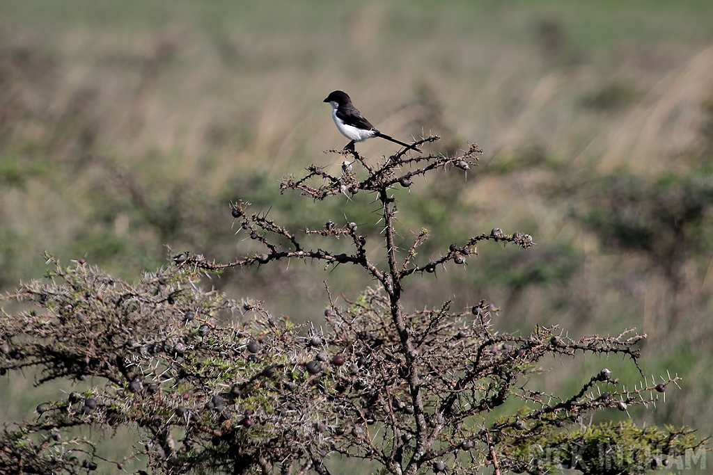 Long-tailed Fiscal