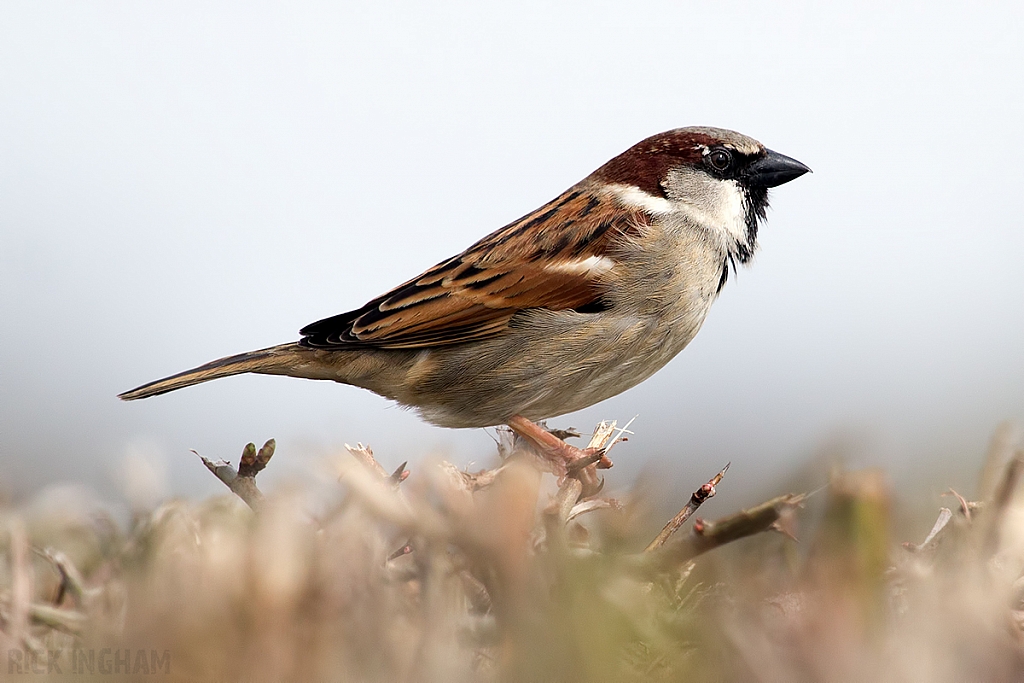 House Sparrow | Male