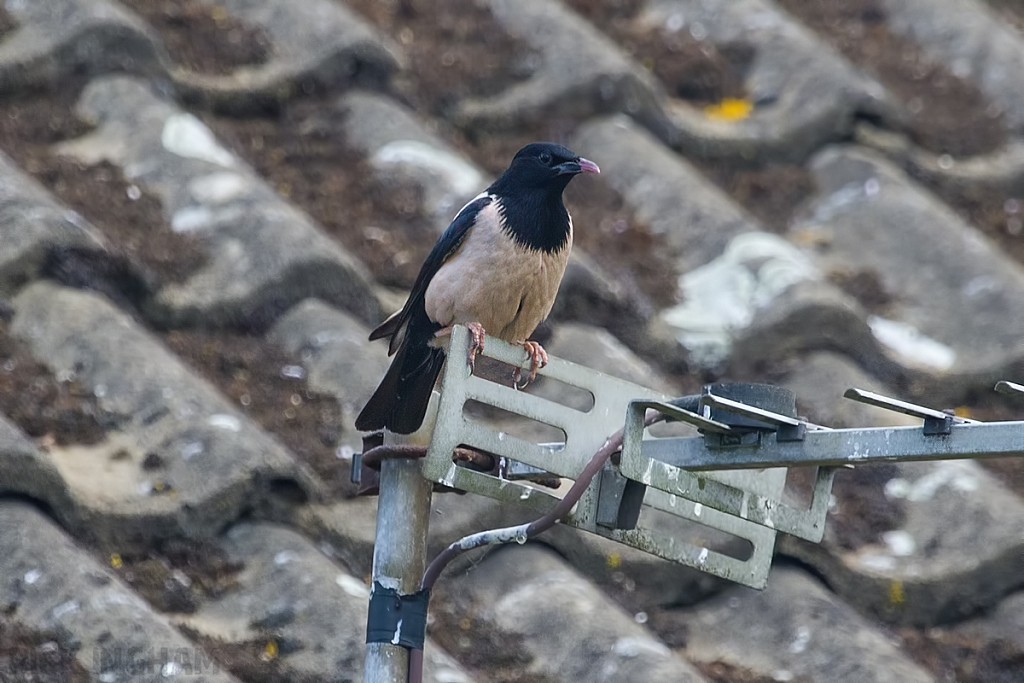 Rose Coloured Starling / Rosy Starling