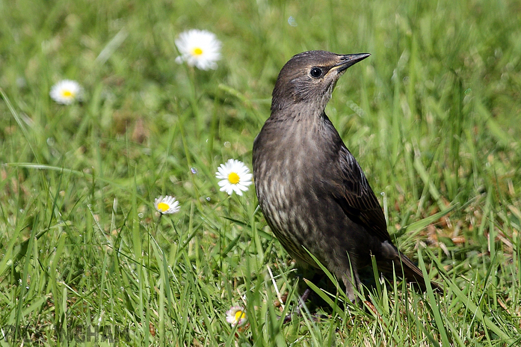 Juvenile Starling
