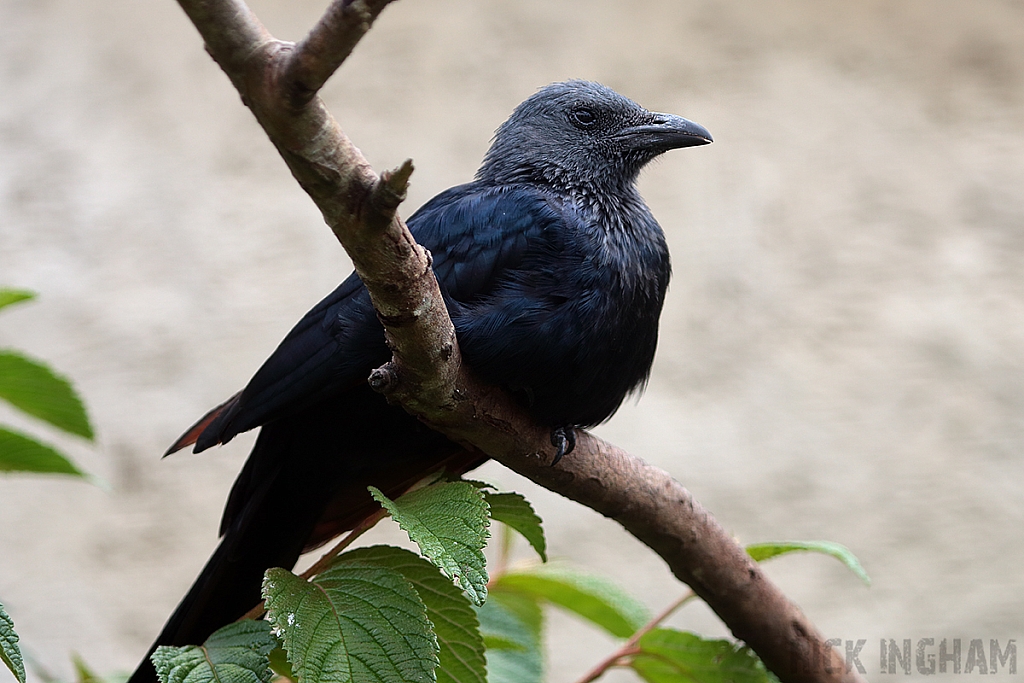Red Winged Starling