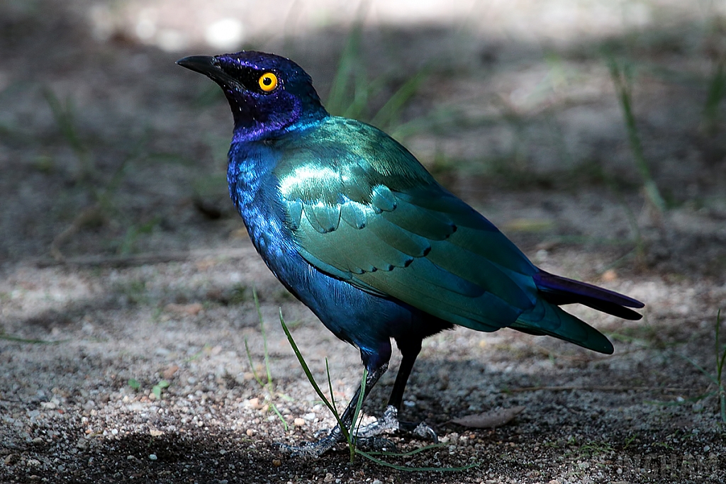 Purple Starling