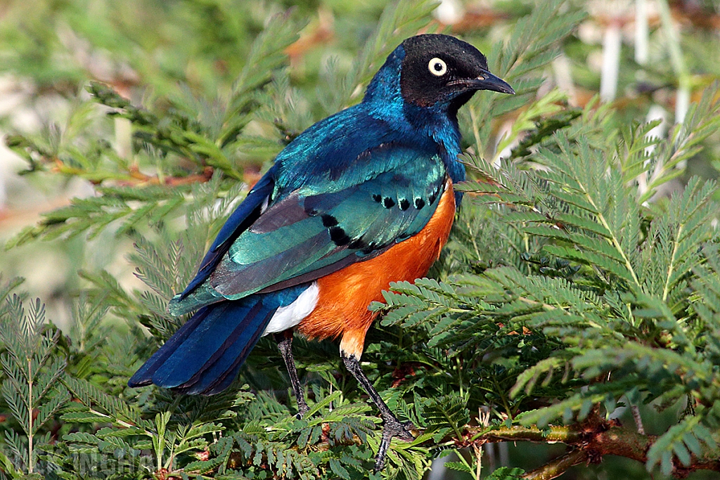 Superb Starling