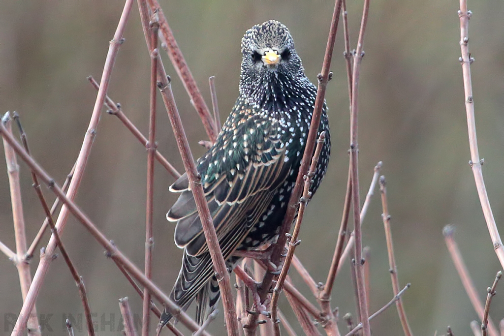 Starling