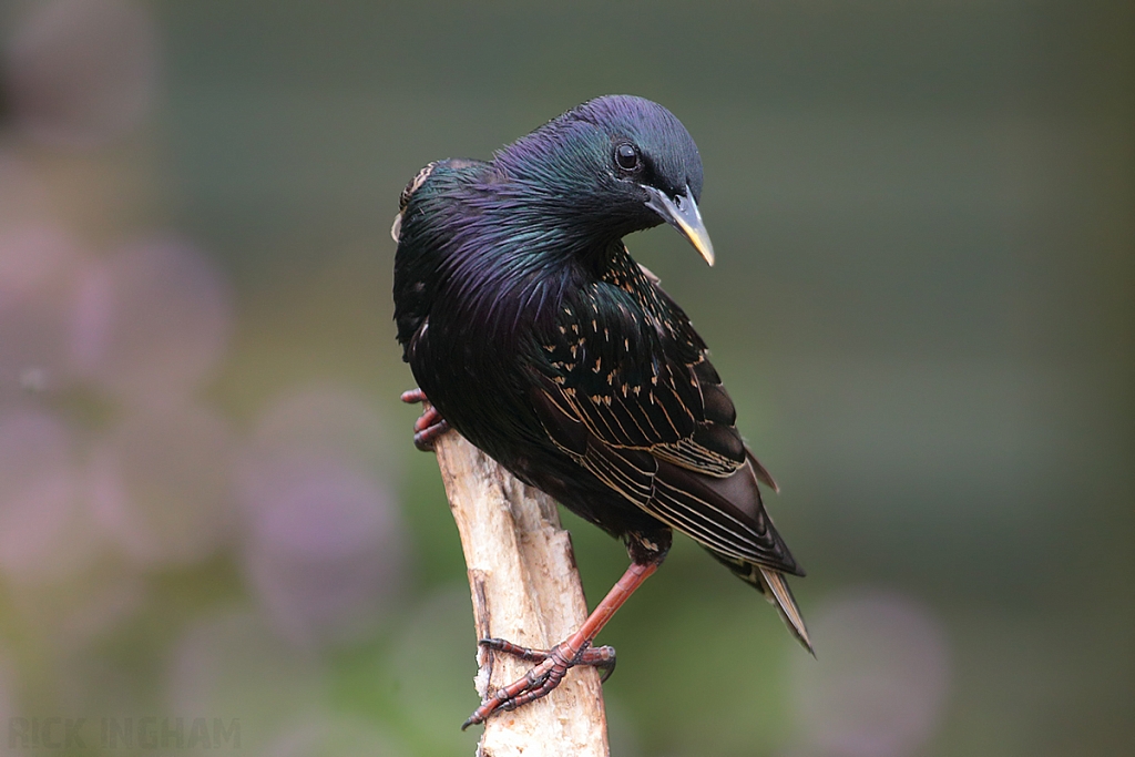 Starling