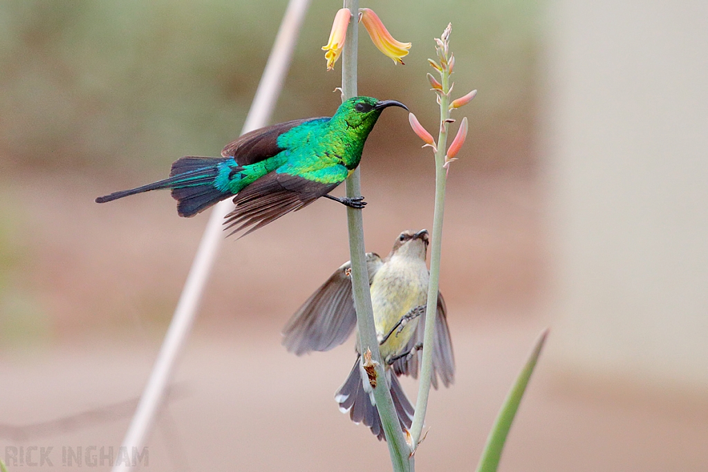 Beautiful Sunbird