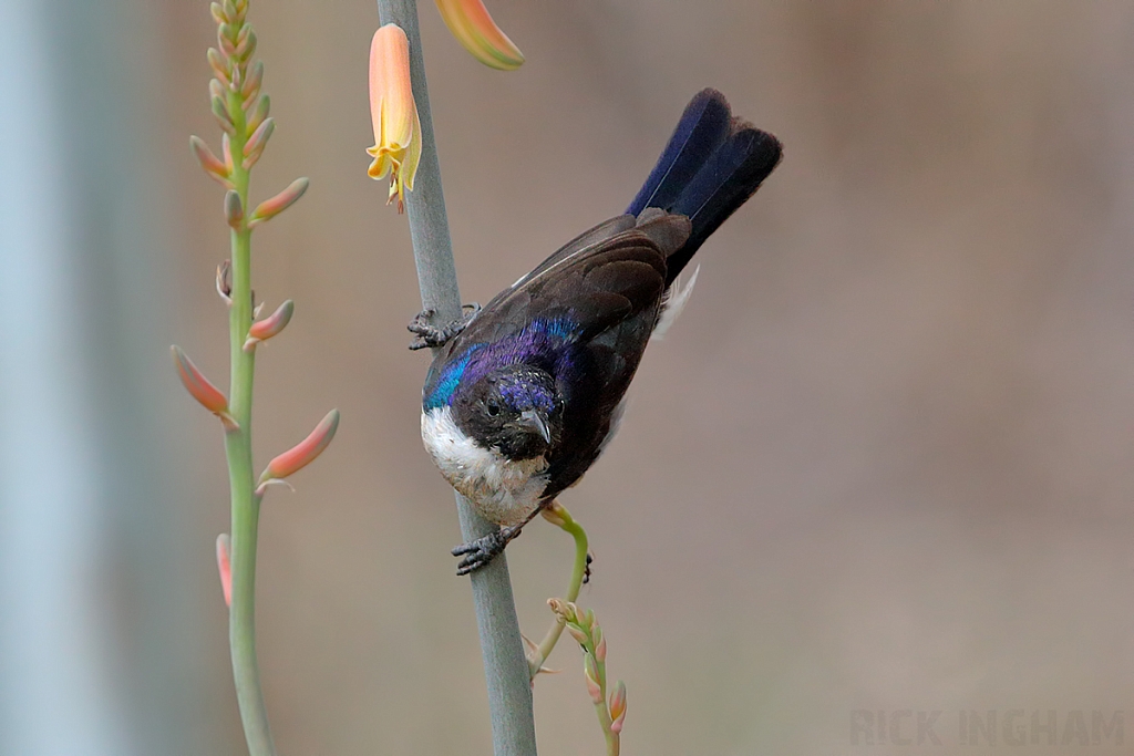 Eastern Violet-backed Sunbird