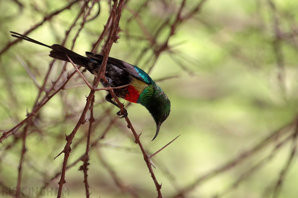 Beautiful Sunbird