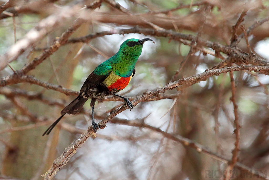 Beautiful Sunbird