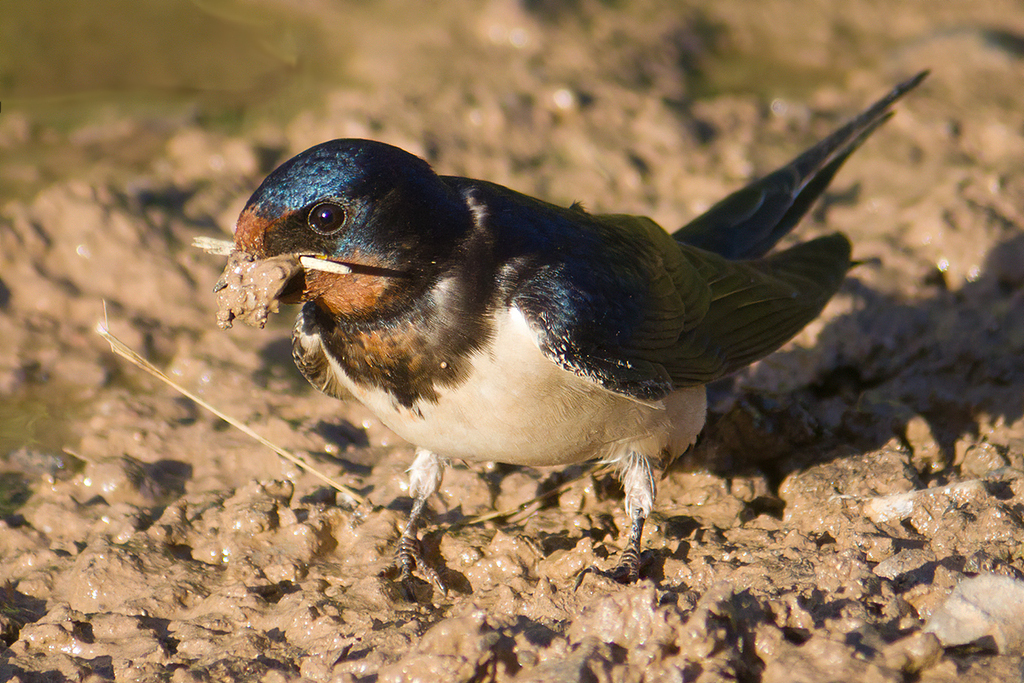Barn Swallow