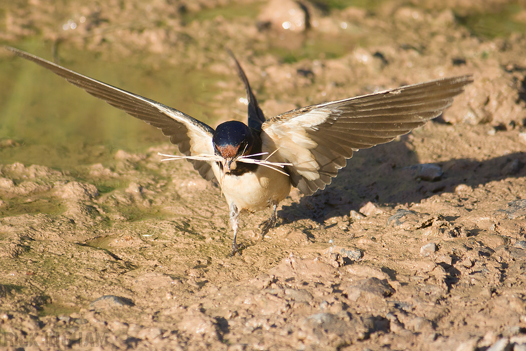 Barn Swallow
