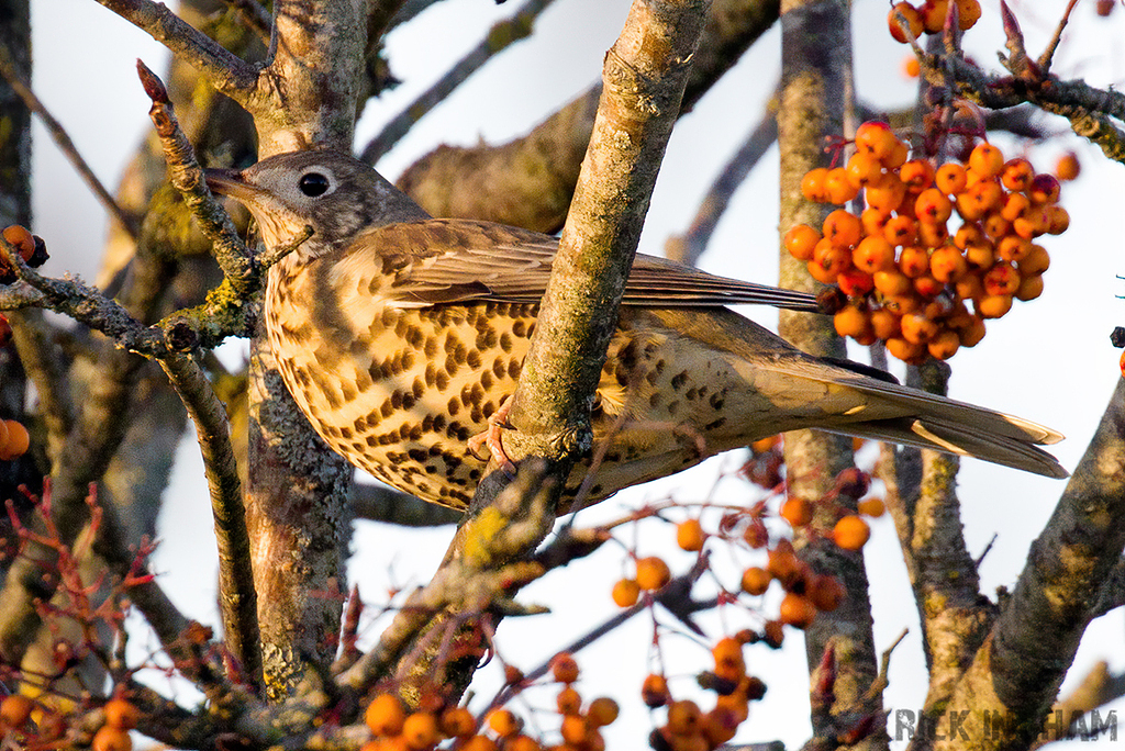 Mistle Thrush