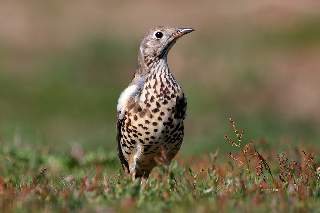 Mistle Thrush