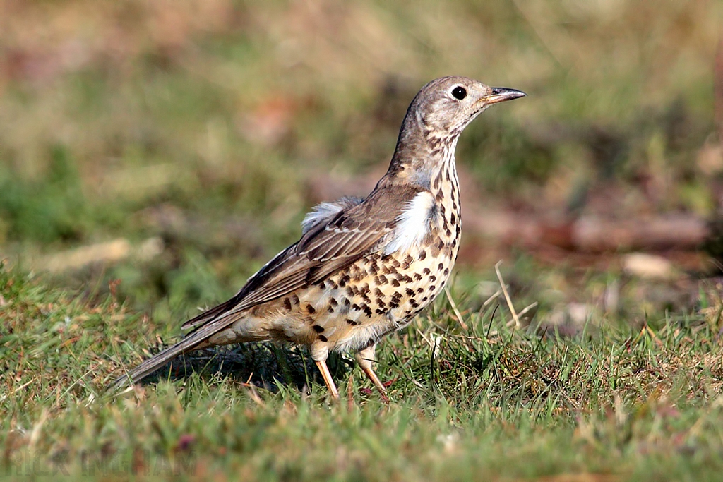 Mistle Thrush
