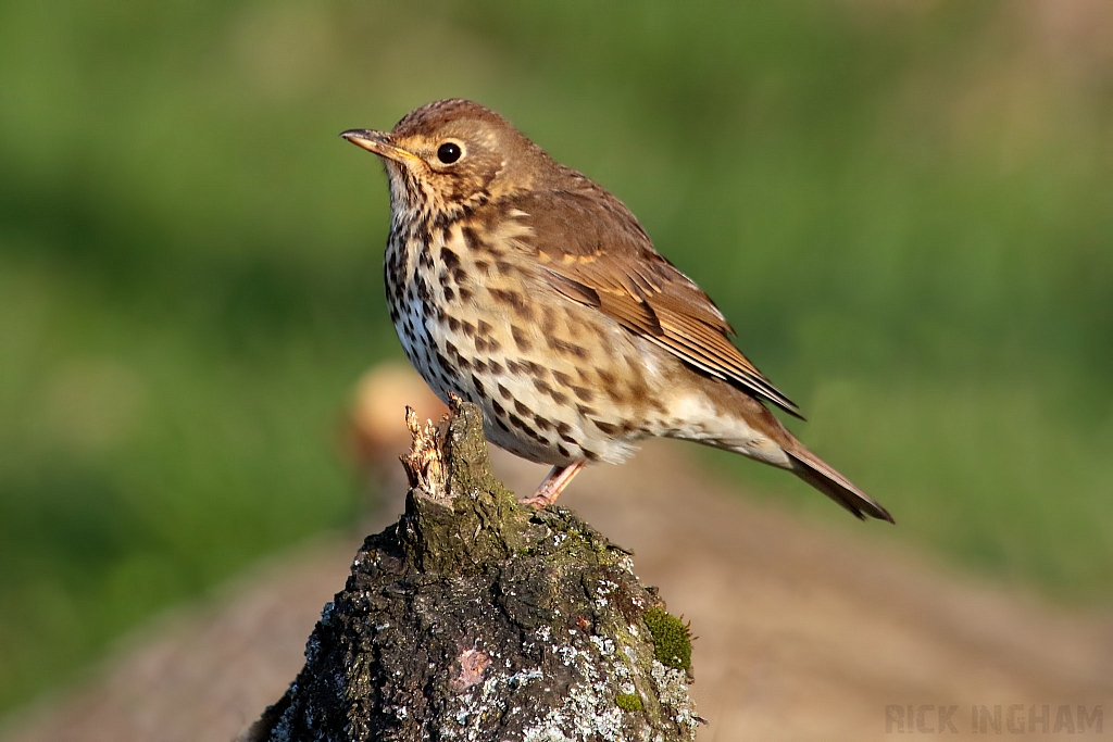 Song Thrush