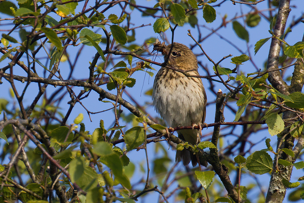 Song Thrush