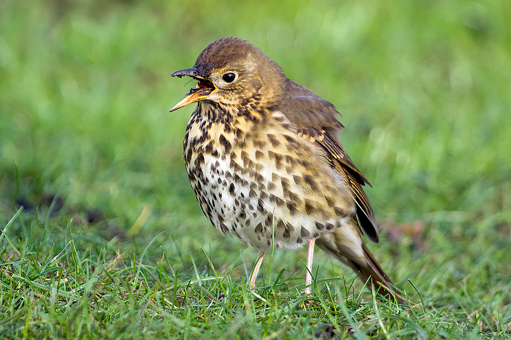 Song Thrush