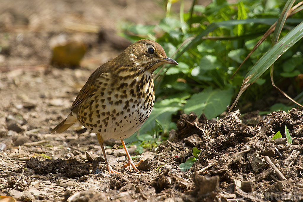Song Thrush