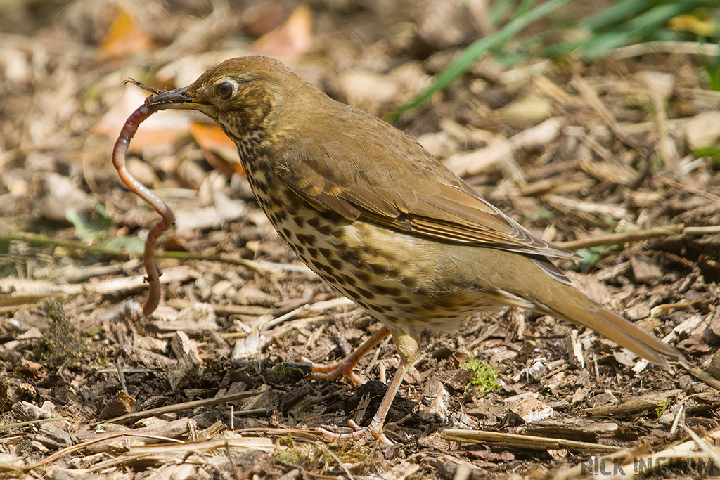 Song Thrush
