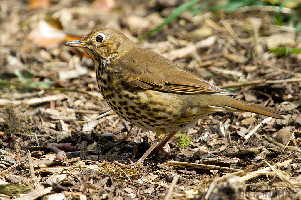 Song Thrush