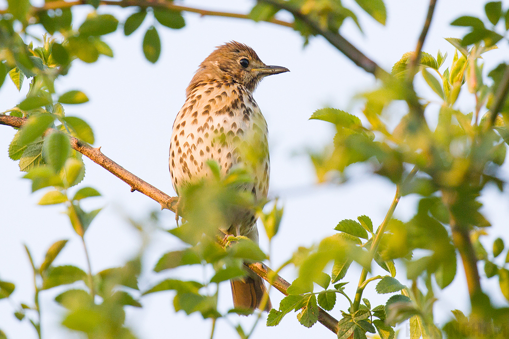 Song Thrush