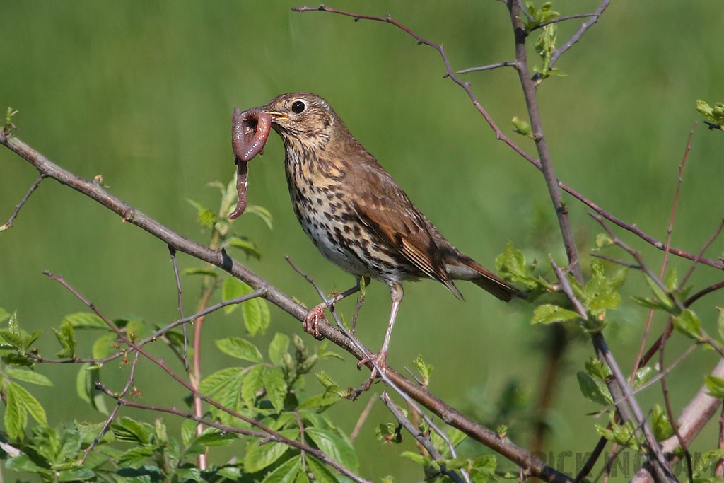Song Thrush