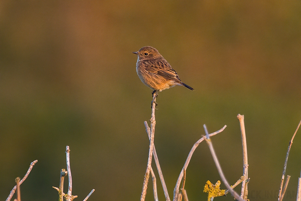 Stonechat | Female