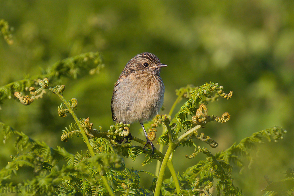 Stonechat | Juvenile