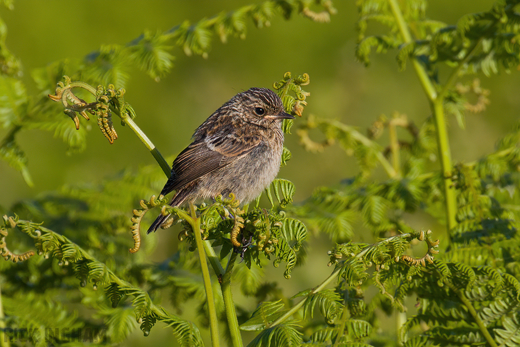 Stonechat | Juvenile