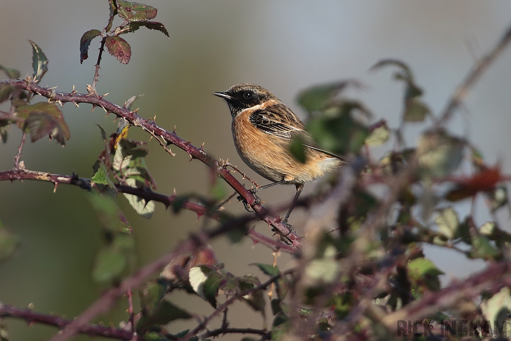 Stonechat | Male