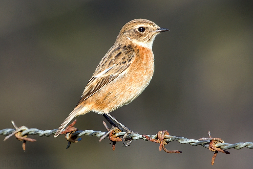 Stonechat | Female