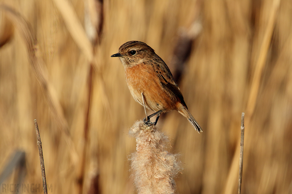 Stonechat | Female