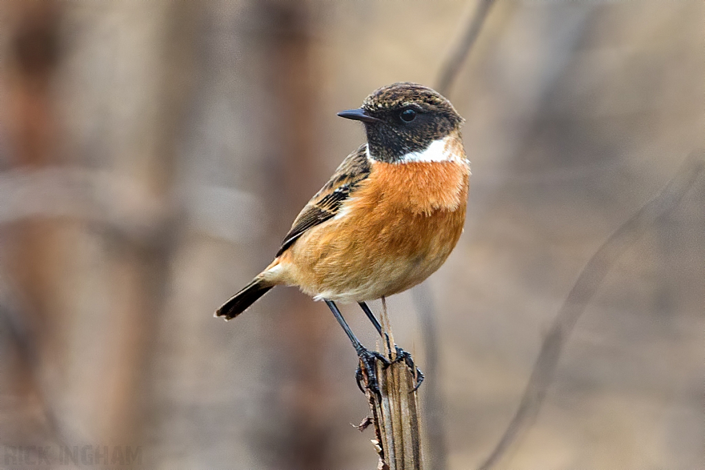 Stonechat | Male