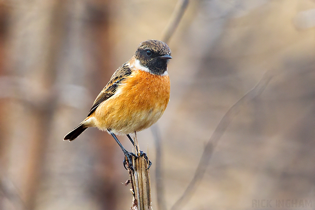 Stonechat | Male