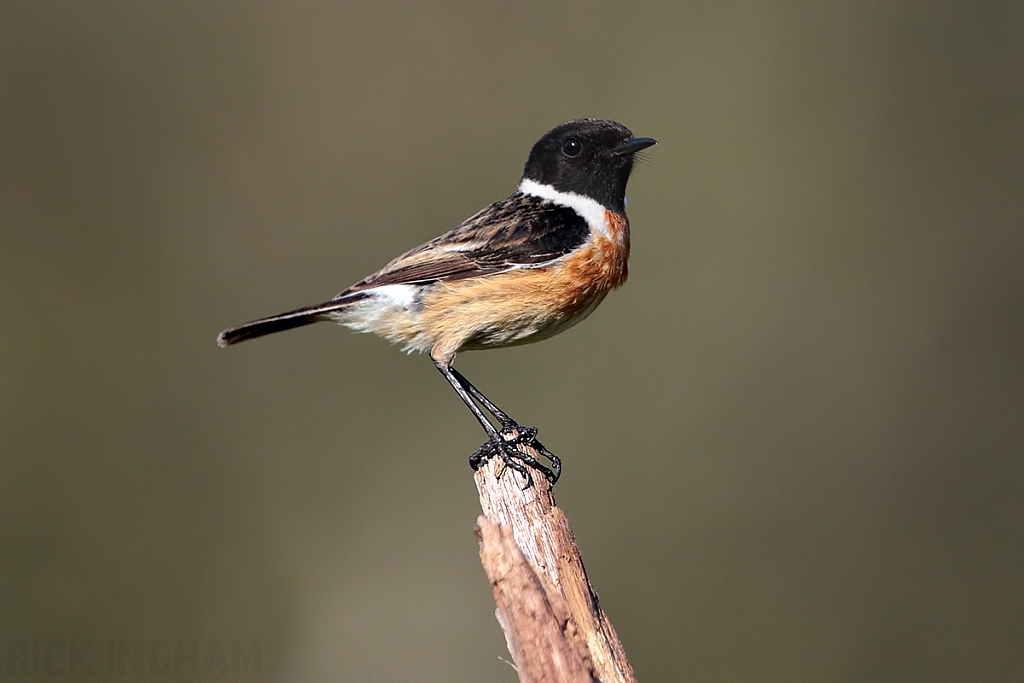 Stonechat | Male