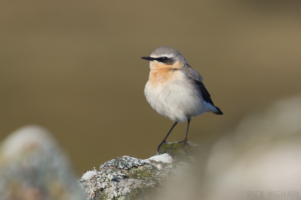 Northern Wheatear | Male