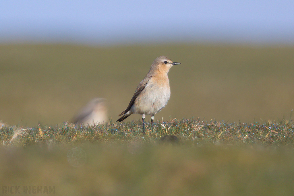 Northern Wheatear | Female