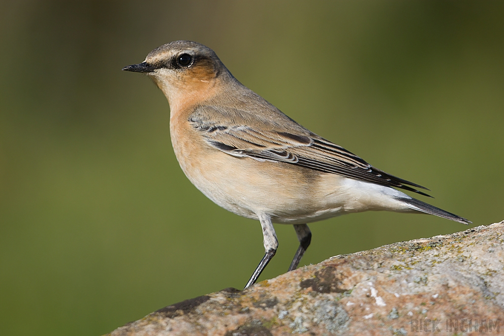 Northern Wheatear | Female