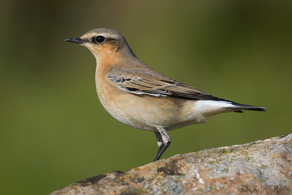 Northern Wheatear | Female