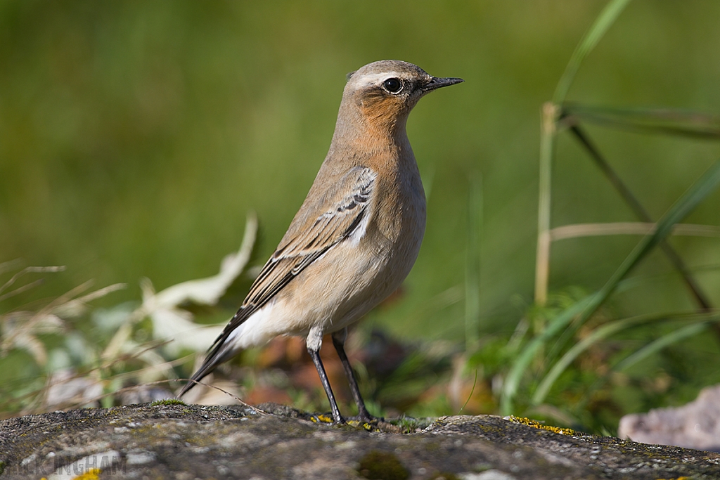 Northern Wheatear | Female