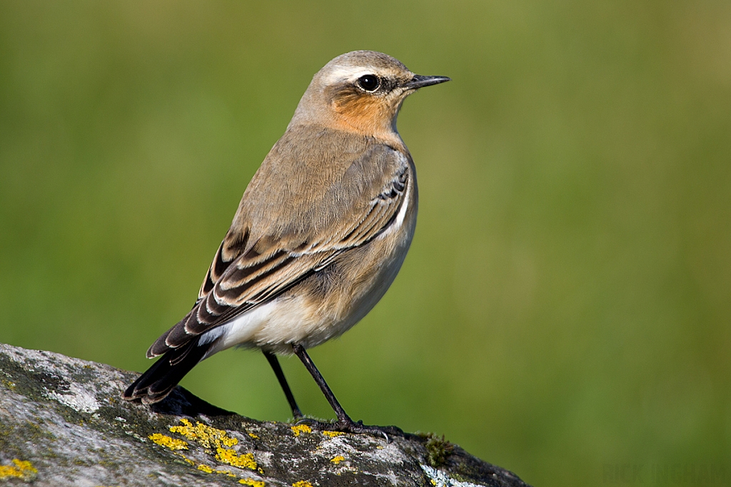 Northern Wheatear | Female