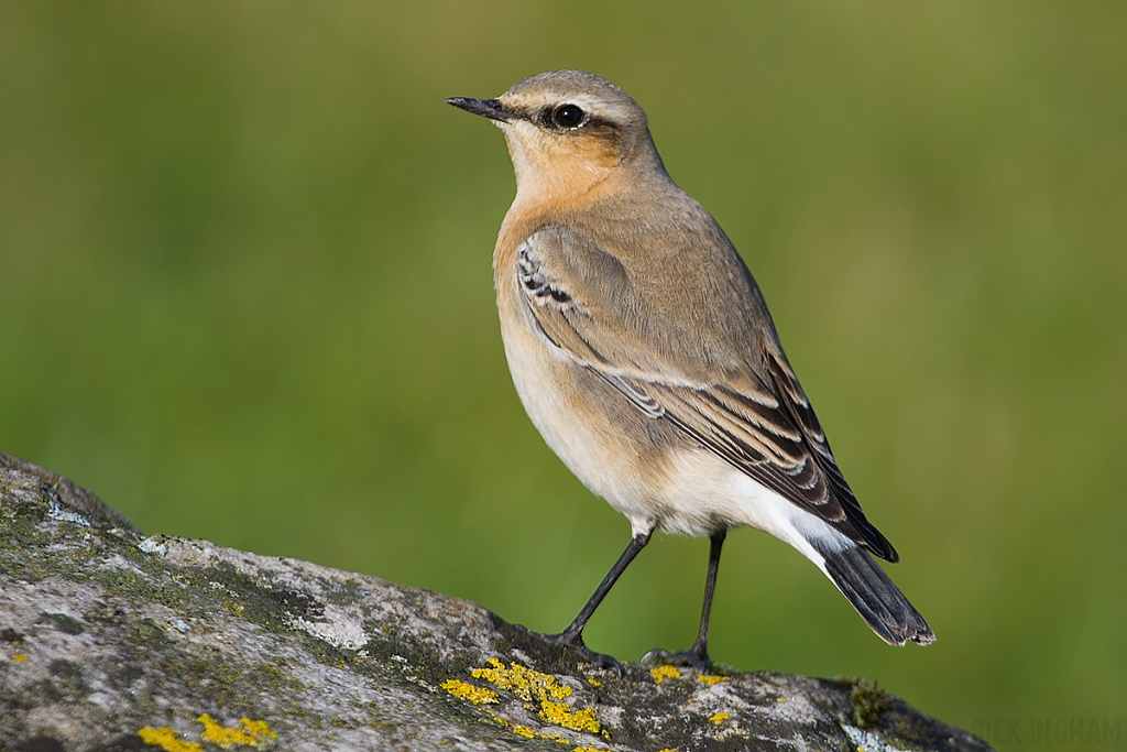 Northern Wheatear | Female