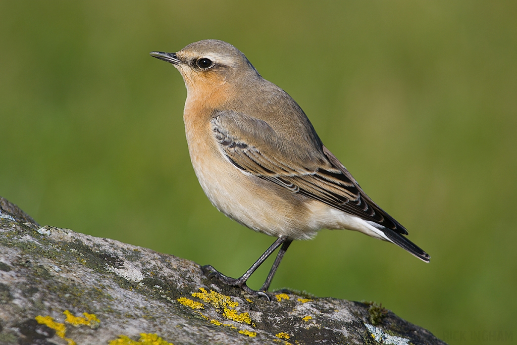 Northern Wheatear | Female