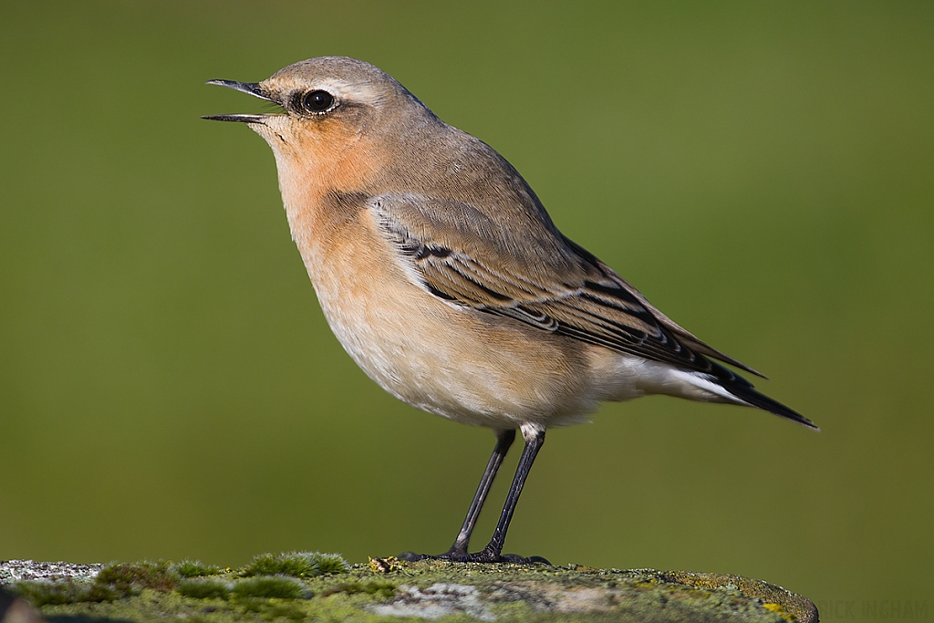 Northern Wheatear | Female