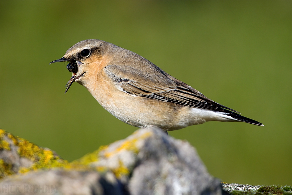 Northern Wheatear | Female